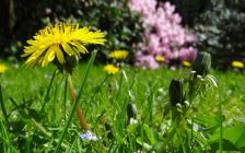 dandelions on a lawn