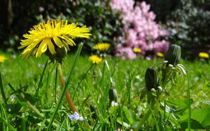 dandelions on a lawn