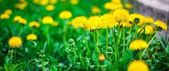 Dandelion weeds