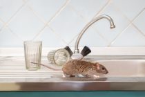 Rodent on Kitchen Counter