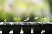 Seedlings in Seed Starter Tray